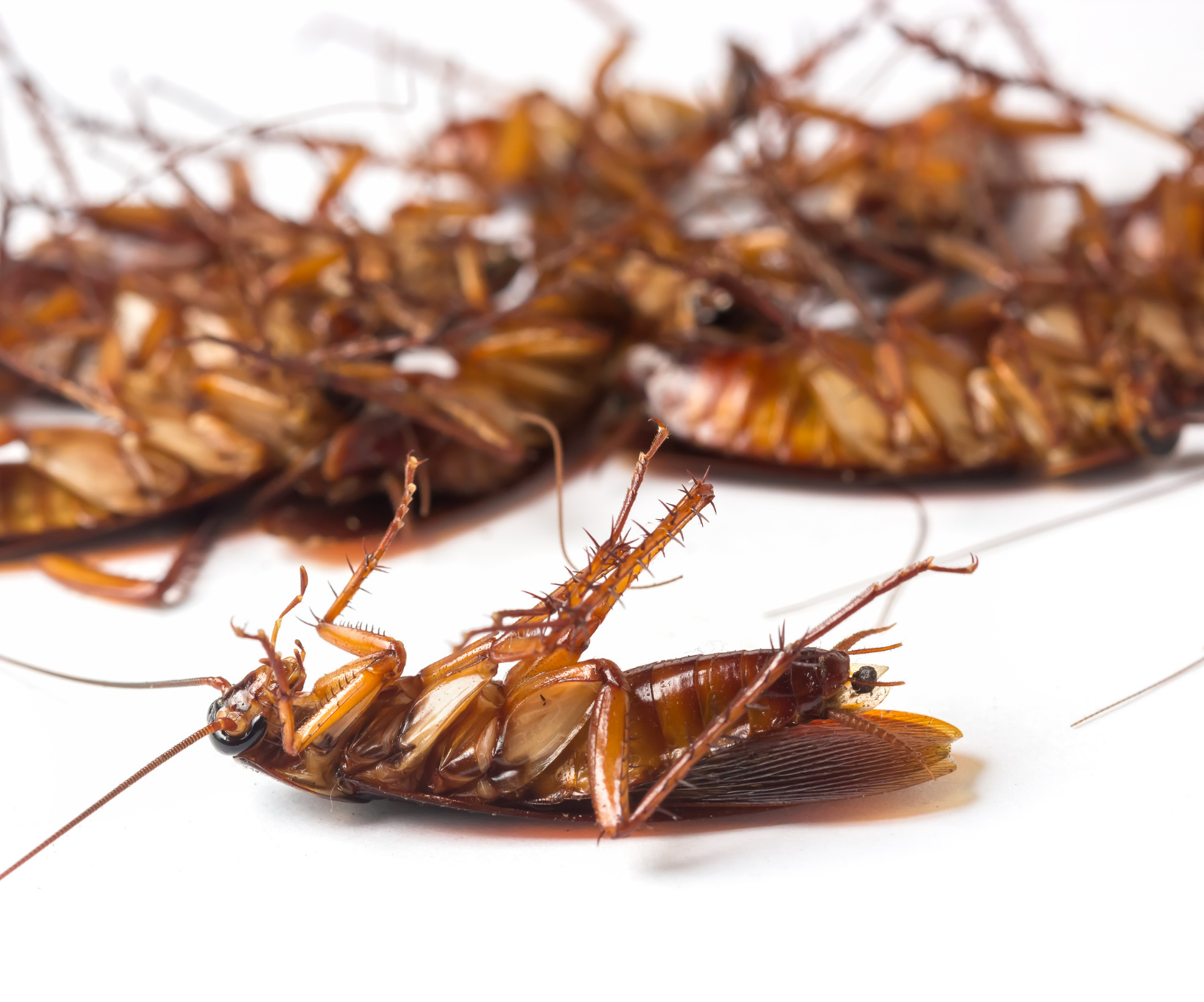 Cockroaches Pest Control Services | Newton