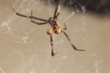 How To Get Rid Of Spiders At Home