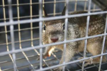 7 Easy Ways To Get Rid Of Rodents In Your Home
